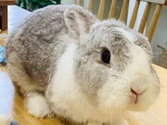 -楼上猫咖(罗湖店)