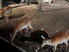 -清迈夜间动物园