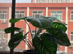 -第二外国语学院-韩国餐厅(朝阳路店)