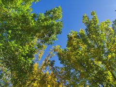 -三忘湖 SWANSEEN(柳荫公园店)