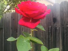 -火车头法国西餐厅