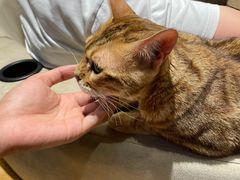-啵啵喵·猫咖(攀华国际店)