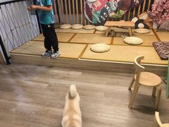 -柴迷FANS CLUB·柴犬狗咖·猫咖