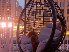 -百好乐宠物友好餐厅(朝外大街店)