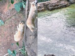 -深圳野生动物园