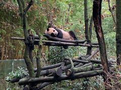 -都江堰中华大熊猫苑