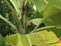 -三亚珠江南田温泉度假区