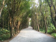 景点-大湾区中央湿地公园