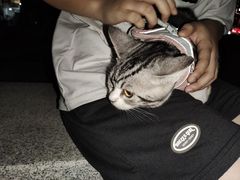 -lincat·猫舍(广州店)
