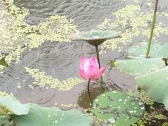 -陈家山荷花公园