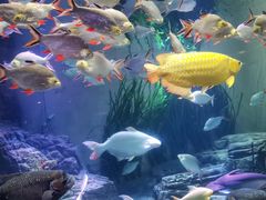 -上海海洋水族馆