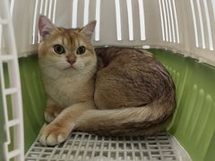 -宠颐生猫科·内科皮肤科(西平世纪城店)