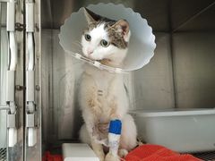-瑞派·关忠动物医院·猫专科·犬专科(三环新城店)