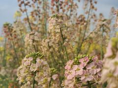 -中国天府农业博览园