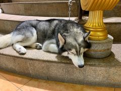 -more than meow吴止猫主题餐厅(承德 中船汇店)