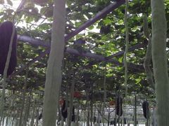 iphone_upload_pic-上海都市菜园