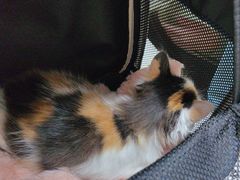 -瑞派康怡24h宠物医院·犬猫医疗中心·微创绝育(瑞景分院)