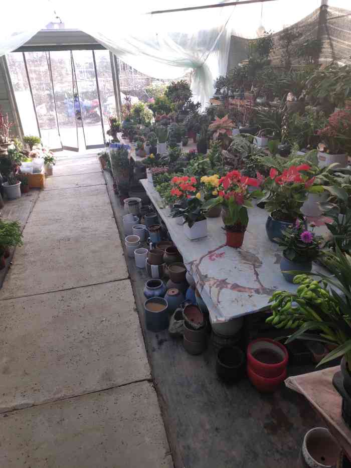 宁波花木世界-"9797年末买***7115 #宁波花木世界.