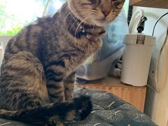 -海边的猫和咖啡馆