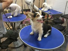 -PETKIT小佩宠物(古北店)