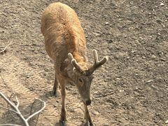 -北京麋鹿生态实验中心