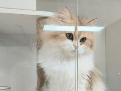 -十月米努特矮脚猫舍