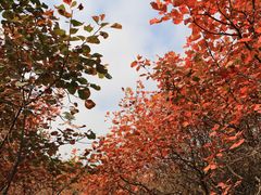 -北京西山国家森林公园