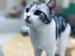 -藏猫猫咖啡主题馆(中央大道店)