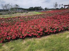 -莲花山花海