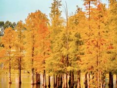 -白鹭湾湿地公园