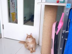 -纳吉亚猫专科动物医院博雅分院