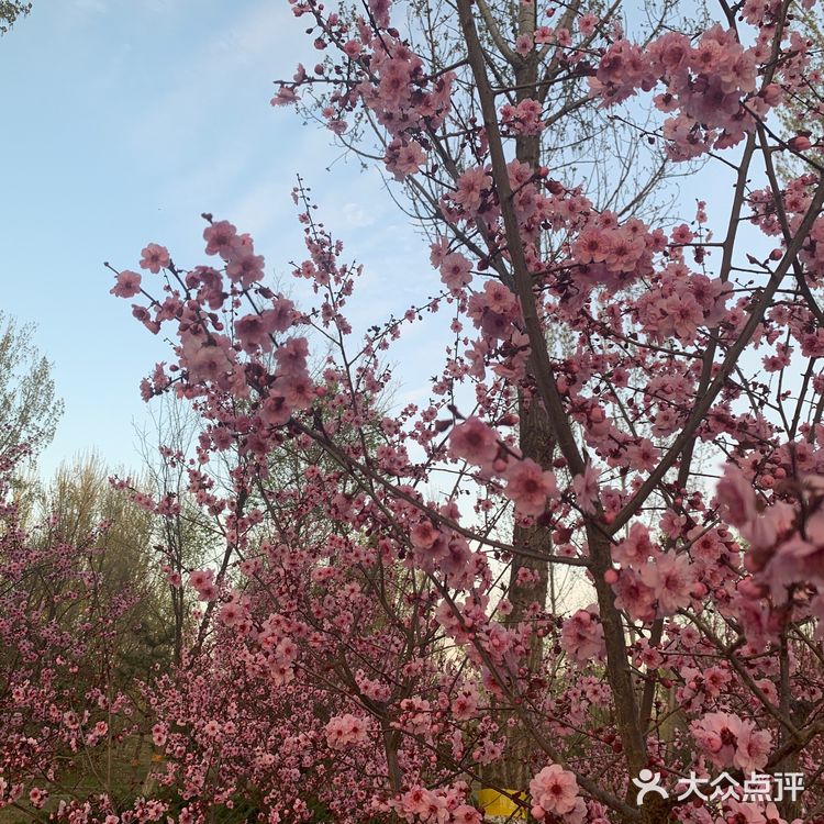 你好 春天｜东小口森林公园[亲亲]