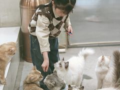 -飞行喵MR PILOT|猫舍·猫咖(静安大融城店)