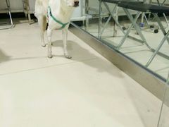 -特一安24小时宠物医院·骨科·中兽医