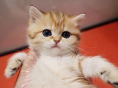 -babydoll猫舍·米努特·德文·缅因(久光中心店)