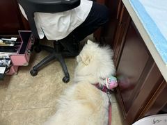 -美联众合动物医院·24h转诊中心