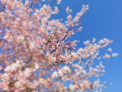 -顾村公园