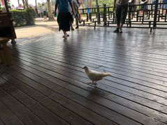 -亚龙湾国际玫瑰谷