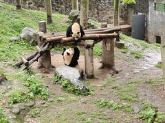 -都江堰中华大熊猫苑