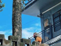 -广西龙虎山风景区
