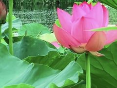 -莲花池公园