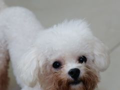 -翊宠yipet猫狗购宠庄园犬舍•猫舍