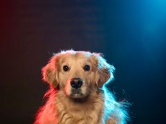 -超宠爱宠物摄影-Super pet
