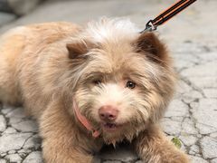 -良成狗狗乐园
