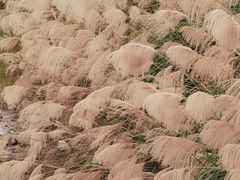 -白鹭湾湿地公园