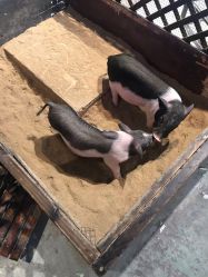 -酷嗒动物文化乐园(cutezoo西溪乐天城店)