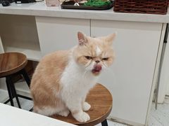 -喵园·猫主题咖啡厅·撸猫·猫咖(国贸店)