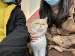 -喵园·猫主题咖啡厅·撸猫·猫咖(国贸店)