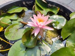 -深圳仙湖植物园