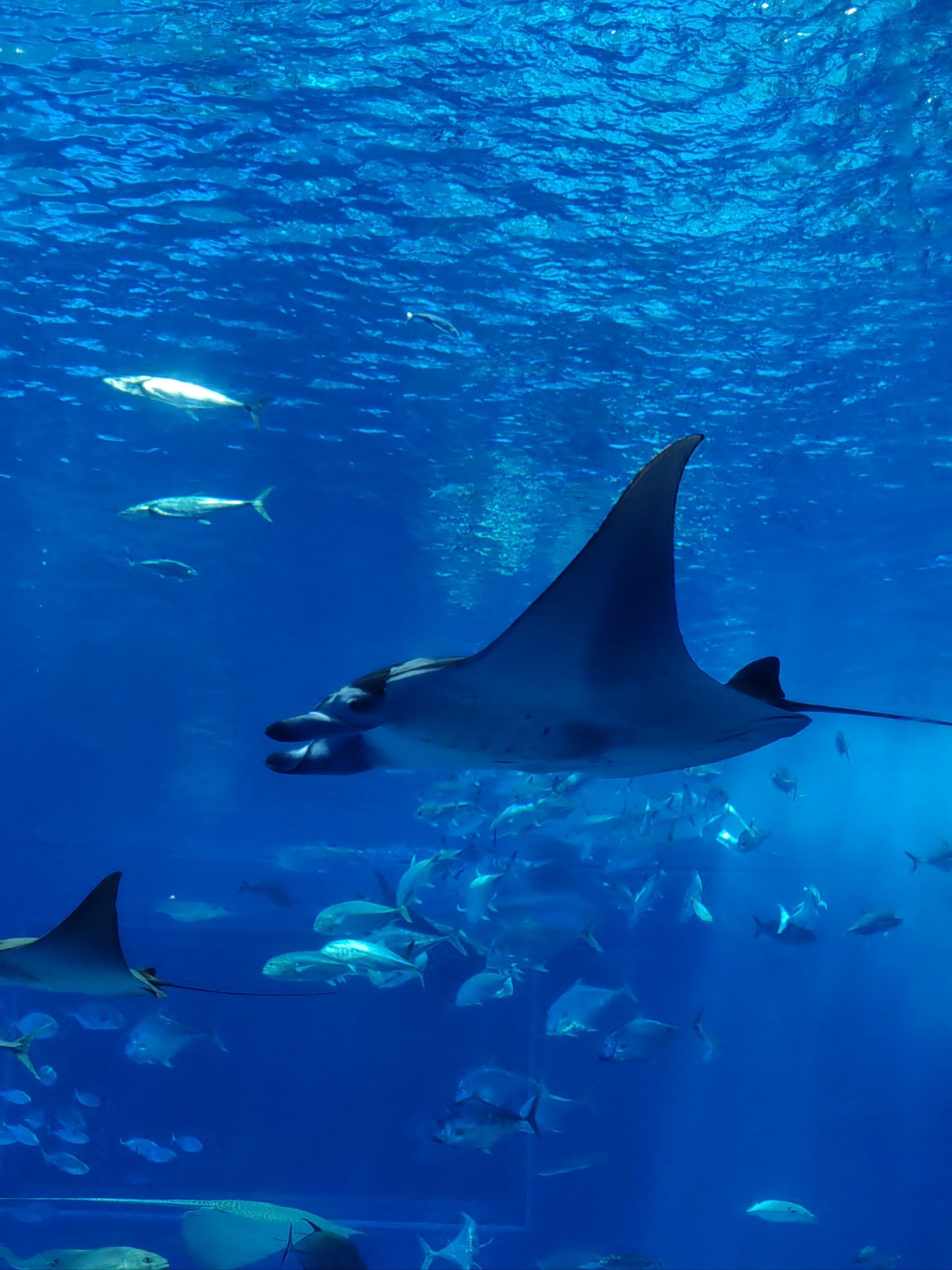 未来水族馆的一天体验